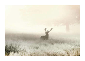 Plakat Deer In Mist